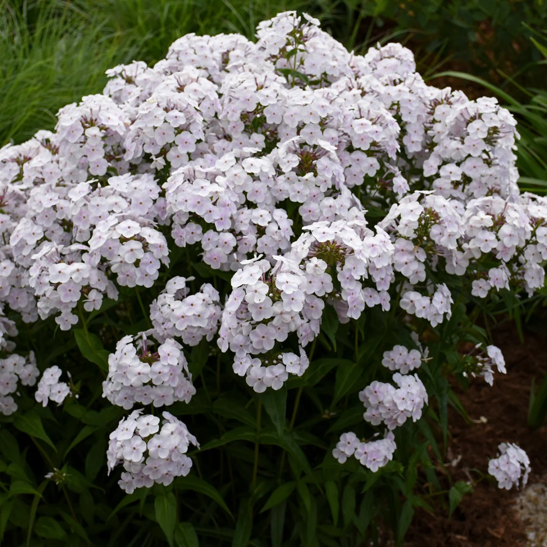 Les meilleures plantes pour attirer les pollinisateurs